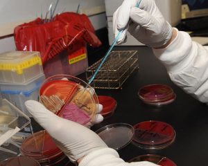 Gloved hands make cultures in a petri dish