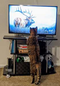 cat looking at moose