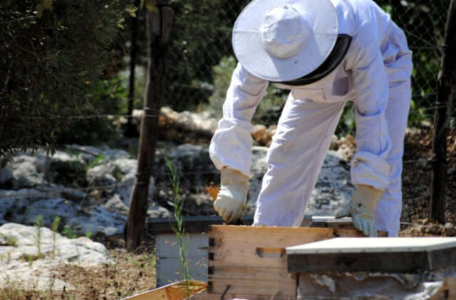 Beekeeper working